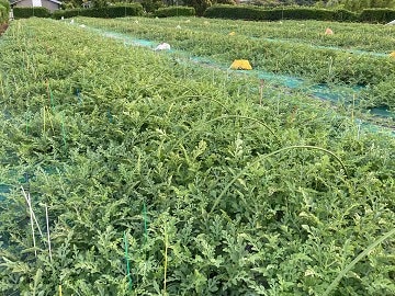 君島農園・三浦の小玉西瓜1箱(3～5個）
