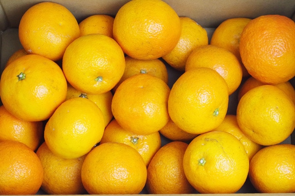 【無肥料・自然栽培】伊予柑5kg 芳醇な香り・極上の生きたジュース［愛媛県： 和泉農園］【v5000】