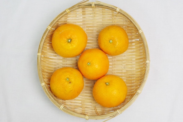 【無肥料・自然栽培】伊予柑1kg 芳醇な香り・極上の生きたジュース［愛媛県： 和泉農園］【v1000】