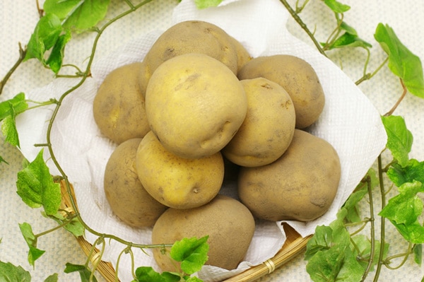 【無肥料・自然栽培】ジャガイモ（サッシー）約1kg［北海道：秋場農園］【v1000】