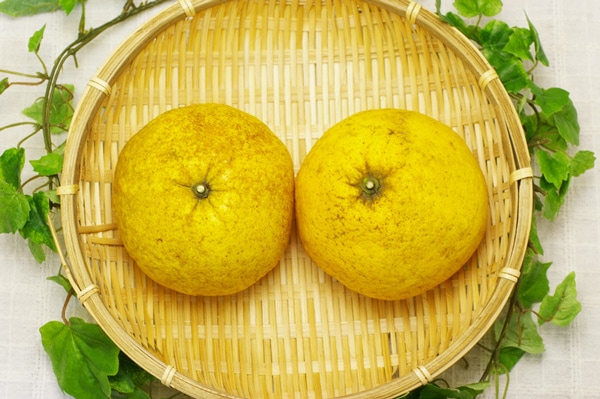 【無肥料・自然栽培】木成り甘夏みかん1kg［熊本県：からたち］【v1000】