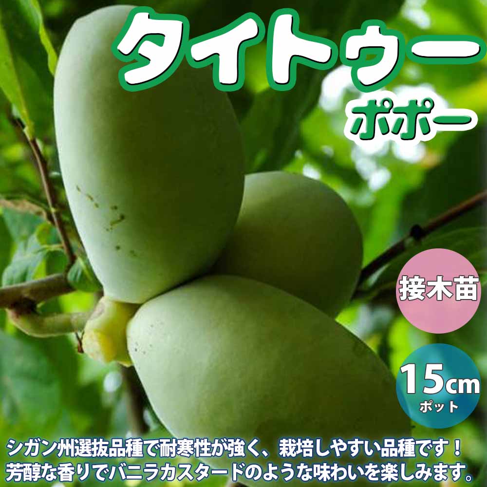 最大76 オフ 送料無料 花ゆずの苗木 果樹苗 2年生 接木苗15cmポット 1個 ゆず苗 ゆずの苗 柚子苗 ユズ苗 柑橘苗 農園 庭植え 趣味 園芸 花木 植木 庭木 鉢植え シンボ