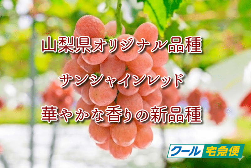 【９月２０日販売予定】【クール便、税込、送料込】◇サンシャインレッド◇山梨県オリジナル品種◇１房箱詰◇
