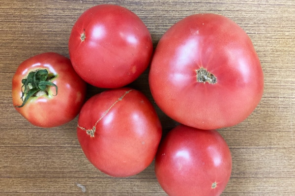 【無肥料・自然栽培】アロイトマト1kg｜糖度の高い希少トマト※現在入荷お休み中・再入荷通知受付中［京都府：佐伯遼平さん］【v100...