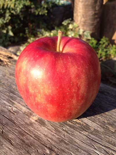 2025 木村秋則さんのりんご(紅玉) 1玉【お一人様1玉限定】